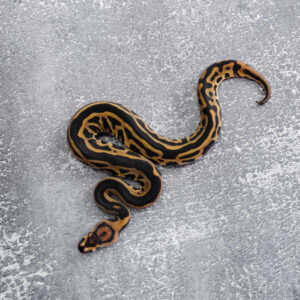 Leopard Het Red Axanthic Crypton 100% Het Desert Ghost 50% Het Pied