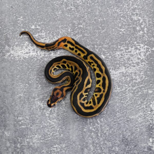 Leopard Het Red Axanthic Honey / Vanilla  Crypton 100% DH Desert Ghost Pied