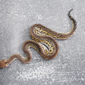 Black Head Red Stripe Phantom Clown
