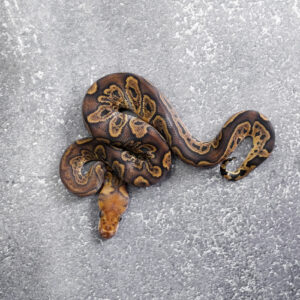 Black Head GHI Red Stripe Clown