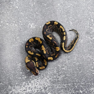 GHI Red Stripe 100% Het Clown