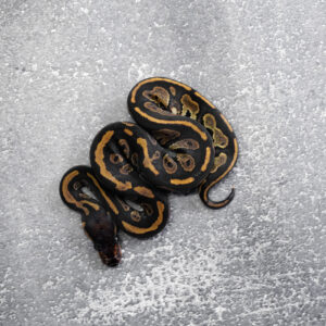 Black Head 100% Het Clown Poss Red Stripe