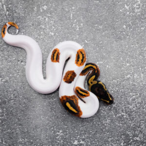 Leopard YB Pied