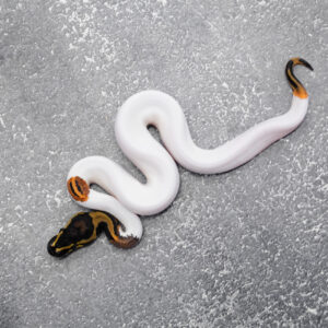 Leopard YB Pied Poss OD