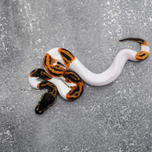 OD Leopard YB Pied