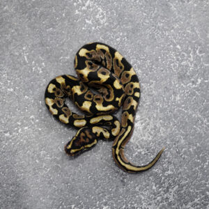 Spotnose 100% Het Desert Ghost