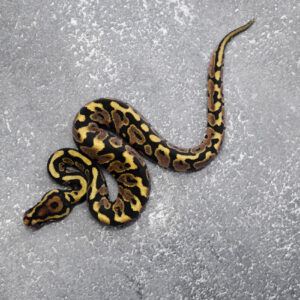 Spotnose YB 100% Het Desert Ghost