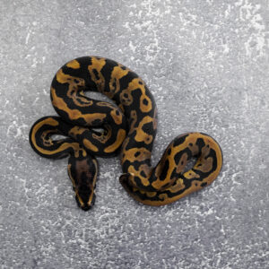 Confusion YB 100% Het Desert Ghost