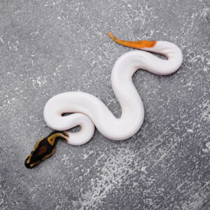 OD Leopard Pied 100% Het Lavender (HI)