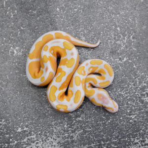 OD Lavender 100% Het Pied (HI)