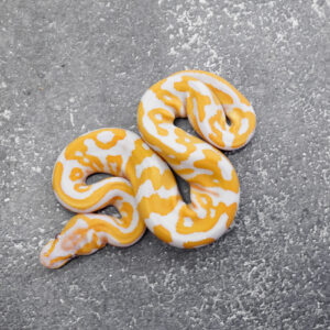 OD Leopard Lavender 100% Het Pied (HI)