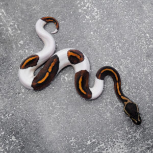 Black Pastel Het Red Axanthic Pied 100% Het Clown