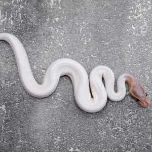 Banana Black Pastel  Pied 100% Het Clown Poss Het Red Axanthic