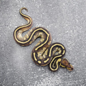 Het Red Axanthic Lesser 100% DH Clown Pied