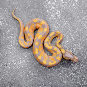 Het Red Axanthic Banana 100% DH Clown Pied