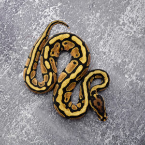 Spotnose Red Stripe 100% Het Desert Ghost