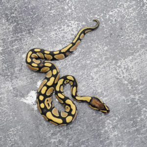 Desert Ghost 100% Het Clown / Cryptic