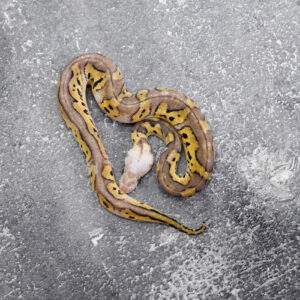 Leopard Pastel Clown 100% Het Desert Ghost