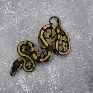 Black Head Red Gene 100% DH Hypo Pied