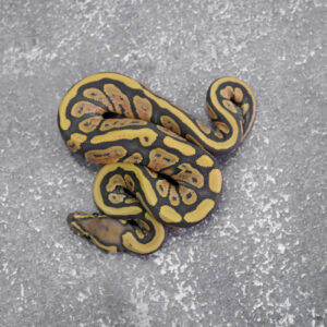 Black Head Hypo 100% Het Pied