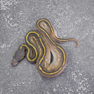 Black Head Red Gene Leopard Mojave Hypo 100% Het Pied