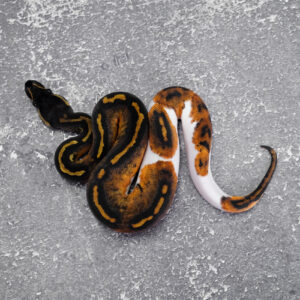 Black Head Red Gene Leopard Pied 100% Het Hypo