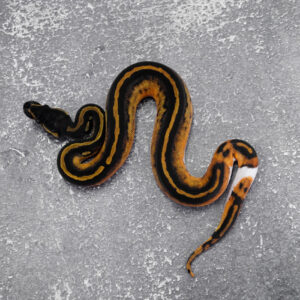 Black Head Red Gene Leopard Pied 100% Het Hypo
