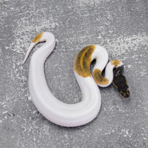 Black Head Red Gene Leopard Mojave Pied 100% Het Hypo