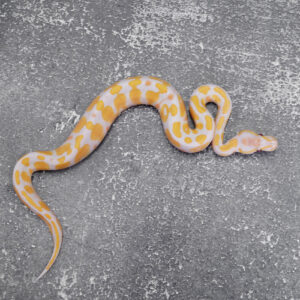 Lavender 100% Het Pied