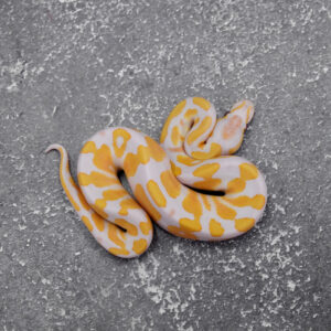 Lavender 100% Het Pied