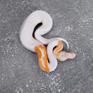 Dreamsicle