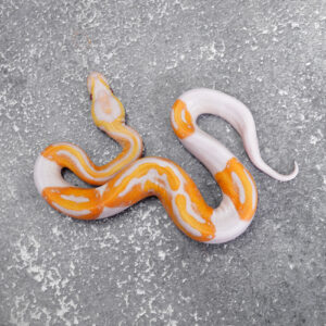 Dreamsicle