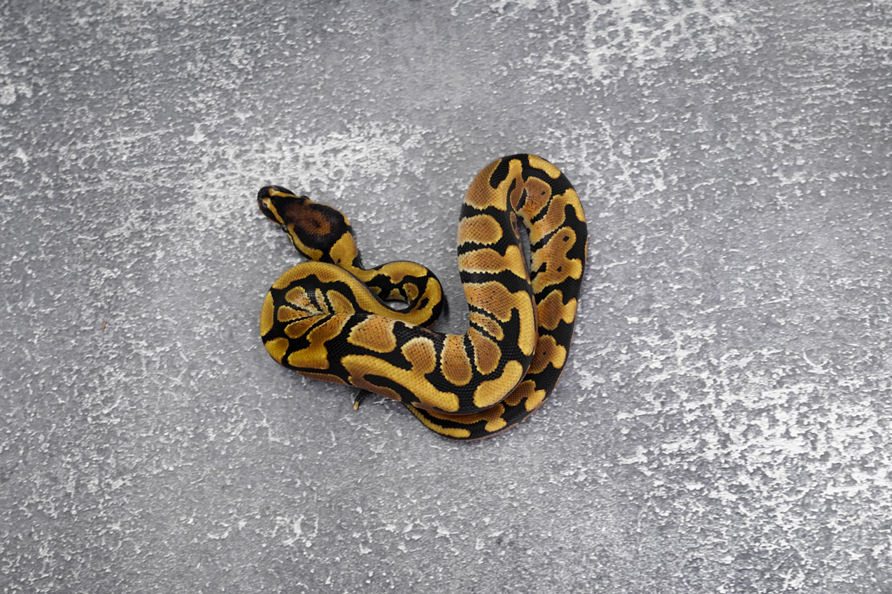 YB 100% DH Desert Ghost Clown / Cryptic (HI) – REALITY BALL PYTHON
