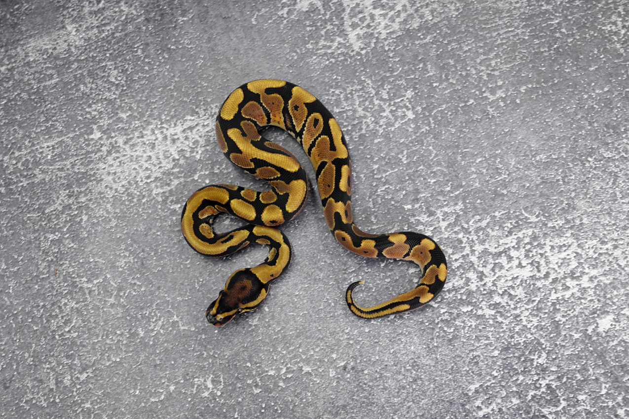 YB 100% DH Desert Ghost Clown / Cryptic (HI) – REALITY BALL PYTHON
