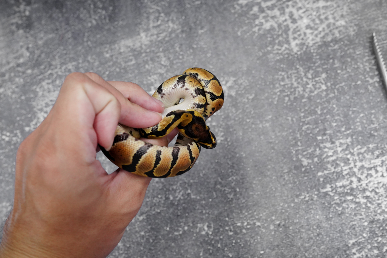 YB 100% DH Desert Ghost Clown / Cryptic (HI) – REALITY BALL PYTHON