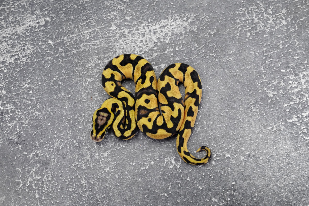 Enchi YB Pastel 100% DH Desert Ghost Clown / Cryptic Poss OD (HI ...