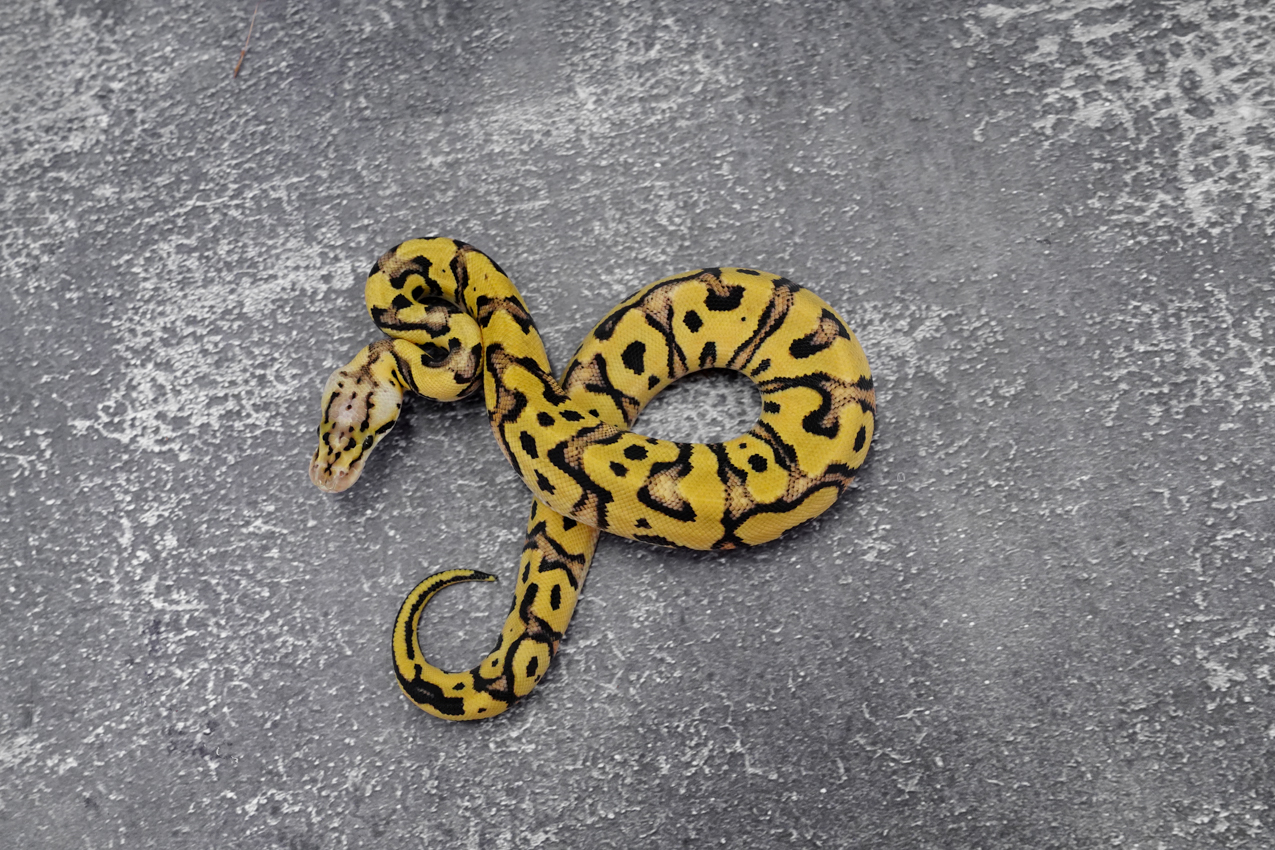 OD YB Pastel Crypton 100% Het Desert Ghost (HI) – REALITY BALL PYTHON