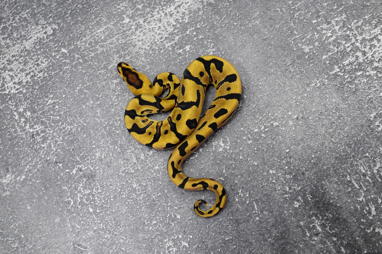 OD Enchi YB Crypton 100% Het Desert Ghost (HI) – REALITY BALL PYTHON