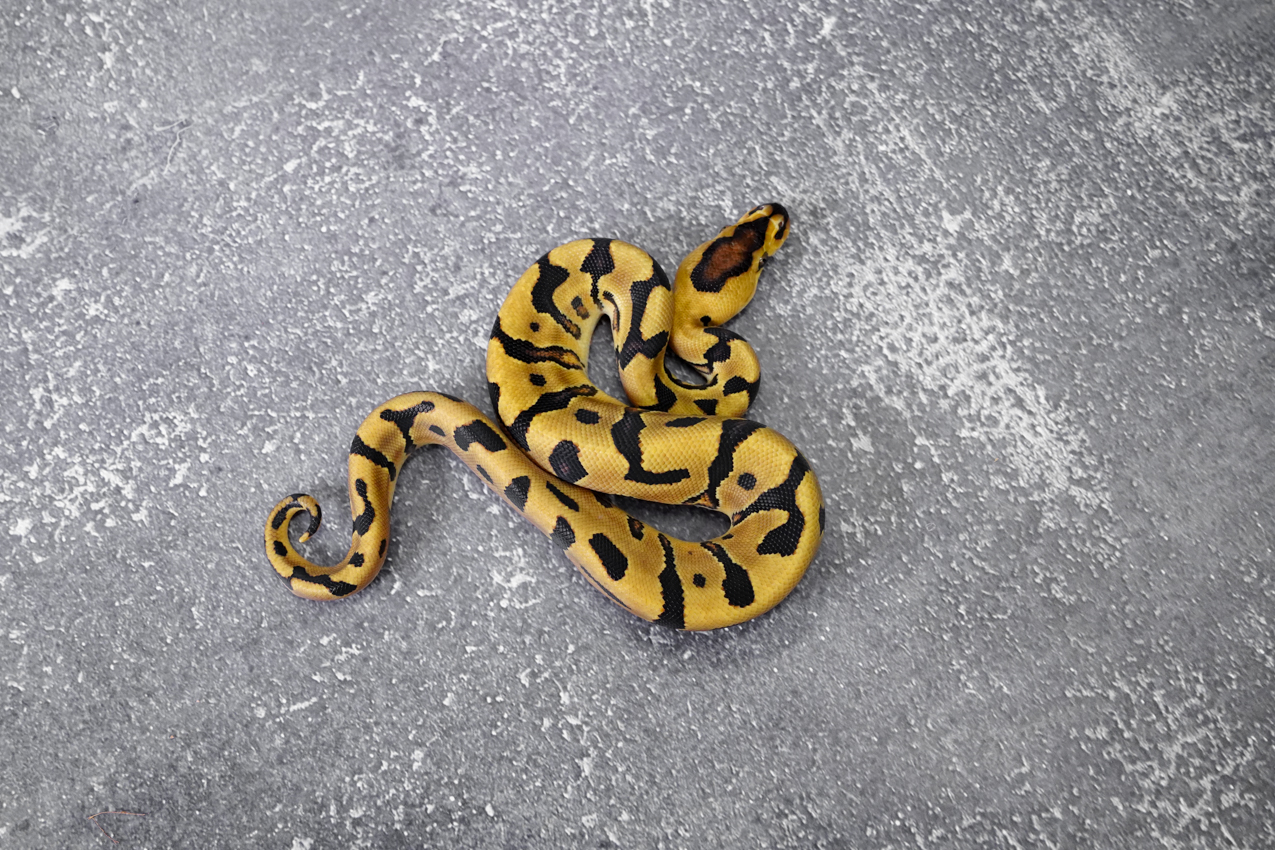 OD Enchi YB Crypton 100% Het Desert Ghost (HI) – REALITY BALL PYTHON