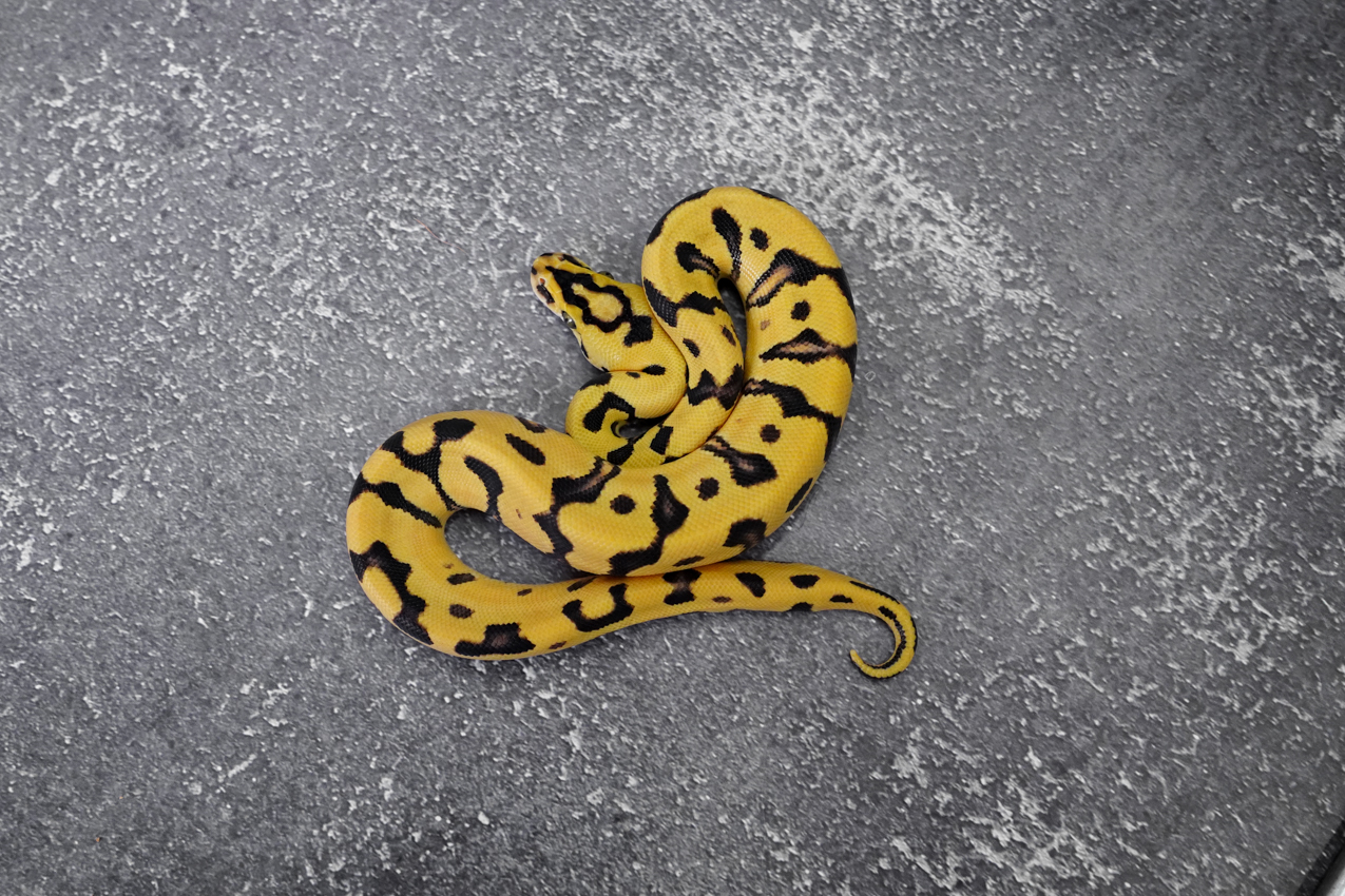 OD Enchi YB Pastel Crypton 100% Het Desert Ghost (HI) – REALITY BALL PYTHON