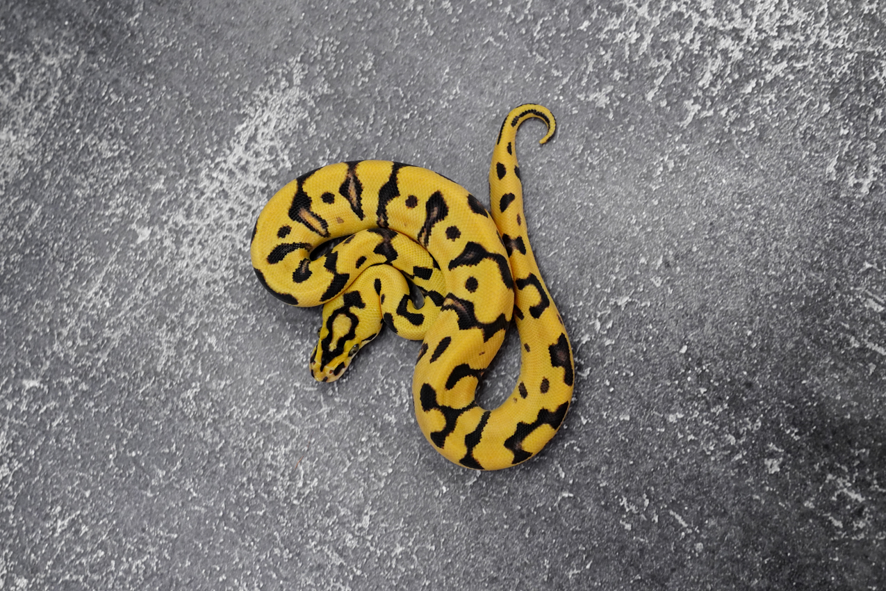 OD Enchi YB Pastel Crypton 100% Het Desert Ghost (HI) – REALITY BALL PYTHON