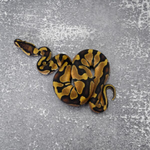 Enchi 100% DH Pied Clown / Cryptic