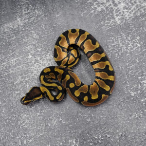 Enchi 100% DH Pied Clown / Cryptic