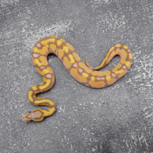 Banana Enchi 100% DH Pied Clown / Cryptic