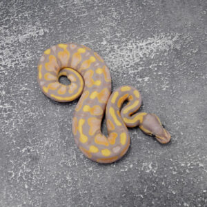 Banana 100% DH Pied Clown / Cryptic Poss Enchi