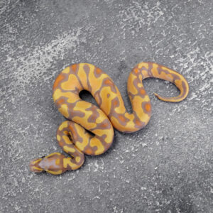 Banana Enchi 100% DH Pied Clown / Cryptic