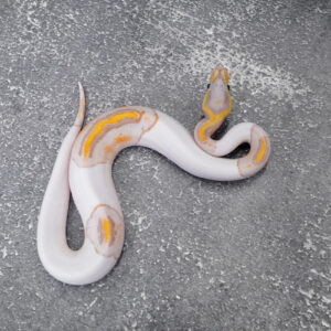 Banana Enchi Pied 100% Het Clown / Cryptic Poss Leopard
