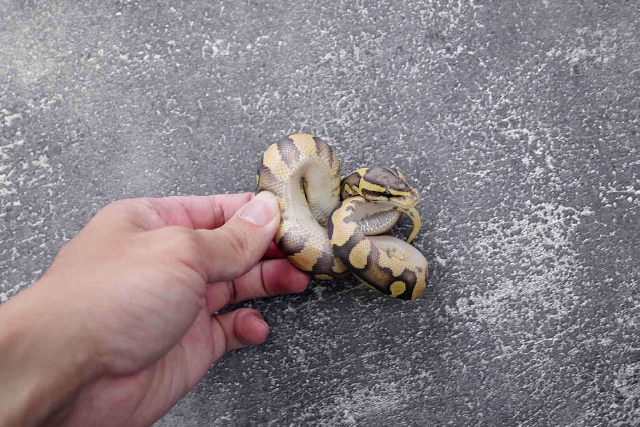 Chocolate Pastel Enchi Hypo 50% Het Desert Ghost – REALITY BALL PYTHON