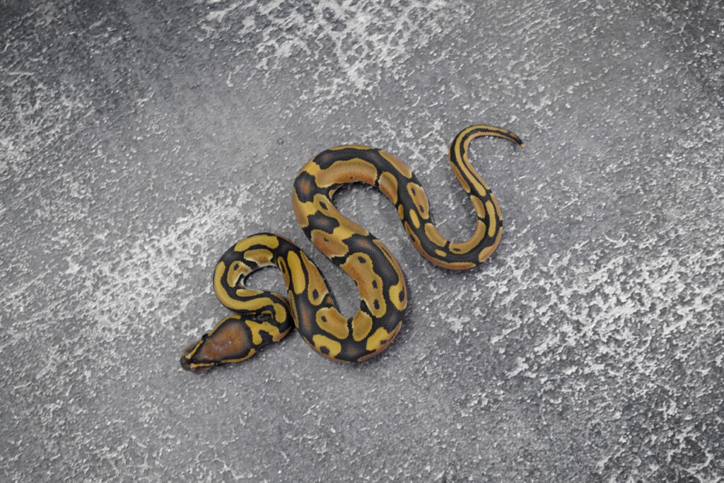 Wookie Hypo 100% DH Desert Ghost Pied – REALITY BALL PYTHON