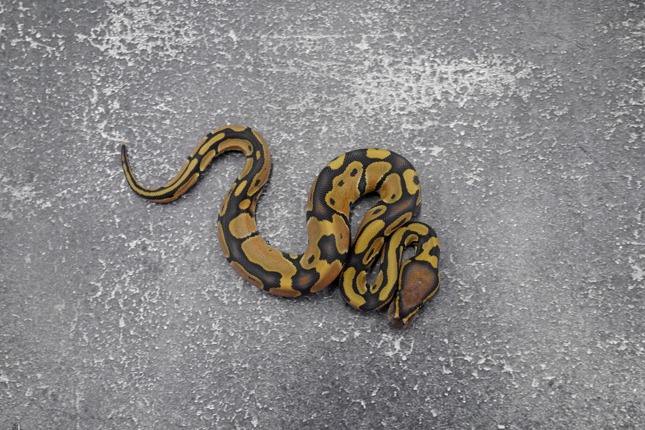 Wookie Hypo 100% DH Desert Ghost Pied – REALITY BALL PYTHON